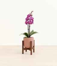 Load image into Gallery viewer, Striped Rose Pink stand:walnut
