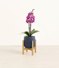 Load image into Gallery viewer, Deep Navy stand:bamboo
