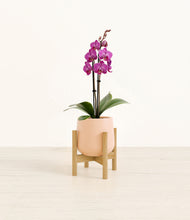 Load image into Gallery viewer, Gentle Pink stand:bamboo
