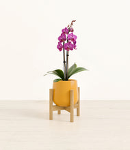 Load image into Gallery viewer, Mustard stand:bamboo
