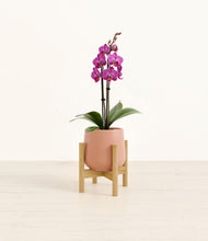 Load image into Gallery viewer, Calm Rose stand:bamboo
