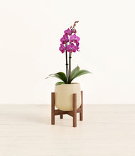 Load image into Gallery viewer, Almond Green stand:walnut
