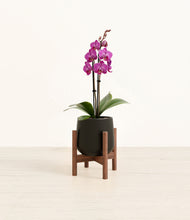 Load image into Gallery viewer, Black stand:walnut
