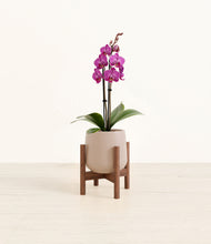 Load image into Gallery viewer, Eternal Gray stand:walnut

