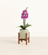 Load image into Gallery viewer, Turquoise stand:walnut
