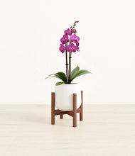 Load image into Gallery viewer, White stand:walnut

