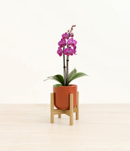 Load image into Gallery viewer, Glossy Red stand:bamboo
