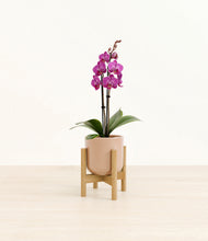 Load image into Gallery viewer, Glossy Pink stand:bamboo
