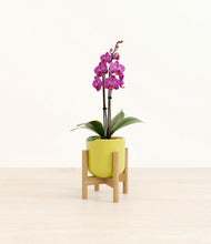 Load image into Gallery viewer, Key Lime Yellow stand:bamboo
