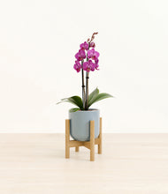 Load image into Gallery viewer, Misty Blue stand:bamboo

