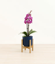Load image into Gallery viewer, Twilight Blue stand:bamboo
