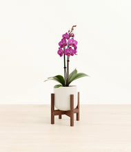 Load image into Gallery viewer, Cotton White stand:walnut
