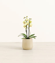 Load image into Gallery viewer, Almond Green*****Profile
