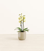 Load image into Gallery viewer, Sage Green*****Profile
