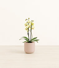 Load image into Gallery viewer, Sandy Pink*****Profile
