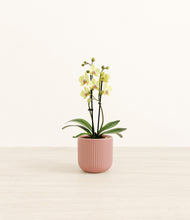 Load image into Gallery viewer, Striped Rose Pink*****Profile
