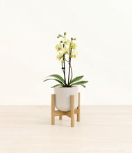 Load image into Gallery viewer, Snowdrift White stand:bamboo
