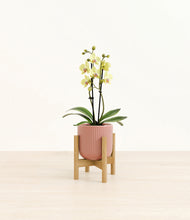 Load image into Gallery viewer, Striped Rose Pink stand:bamboo
