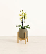 Load image into Gallery viewer, Olive stand:bamboo
