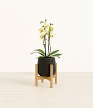 Load image into Gallery viewer, Black stand:bamboo
