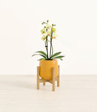 Load image into Gallery viewer, Mustard stand:bamboo
