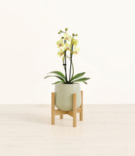 Load image into Gallery viewer, Turquoise stand:bamboo

