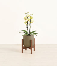 Load image into Gallery viewer, Olive stand:walnut
