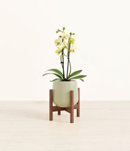 Load image into Gallery viewer, Turquoise stand:walnut
