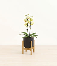 Load image into Gallery viewer, Stone Black stand:bamboo
