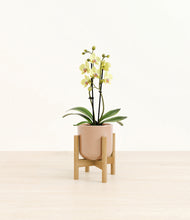 Load image into Gallery viewer, Glossy Pink stand:bamboo
