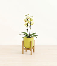 Load image into Gallery viewer, Key Lime Yellow stand:bamboo
