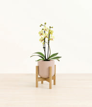 Load image into Gallery viewer, Sandy Pink stand:bamboo
