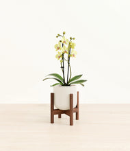 Load image into Gallery viewer, Cotton White stand:walnut
