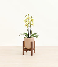 Load image into Gallery viewer, Glossy Pink stand:walnut
