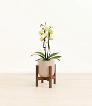 Load image into Gallery viewer, Sandy Pink stand:walnut
