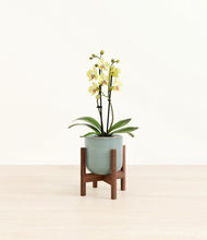 Load image into Gallery viewer, Reactive Aqua stand:walnut
