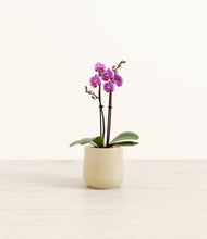 Load image into Gallery viewer, Almond Green*****Profile
