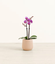 Load image into Gallery viewer, Gentle Pink*****Profile
