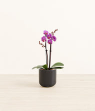 Load image into Gallery viewer, Stone Black*****Profile
