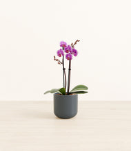 Load image into Gallery viewer, Iron Gray*****Profile
