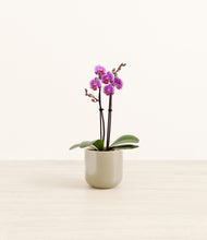 Load image into Gallery viewer, Sage Green*****Profile

