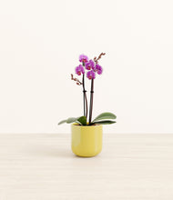 Load image into Gallery viewer, Key Lime Yellow*****Profile
