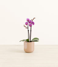 Load image into Gallery viewer, Glossy Pink*****Profile

