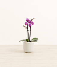 Load image into Gallery viewer, Cotton White*****Profile
