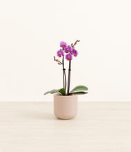Load image into Gallery viewer, Sandy Pink*****Profile
