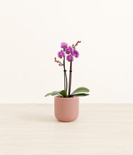 Load image into Gallery viewer, Striped Rose Pink*****Profile
