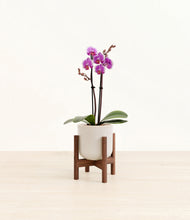 Load image into Gallery viewer, Snowdrift White stand:walnut
