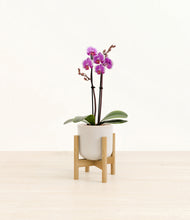 Load image into Gallery viewer, Snowdrift White stand:bamboo

