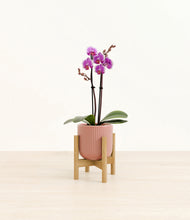 Load image into Gallery viewer, Striped Rose Pink stand:bamboo
