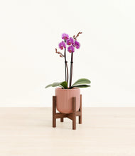 Load image into Gallery viewer, Striped Rose Pink stand:walnut
